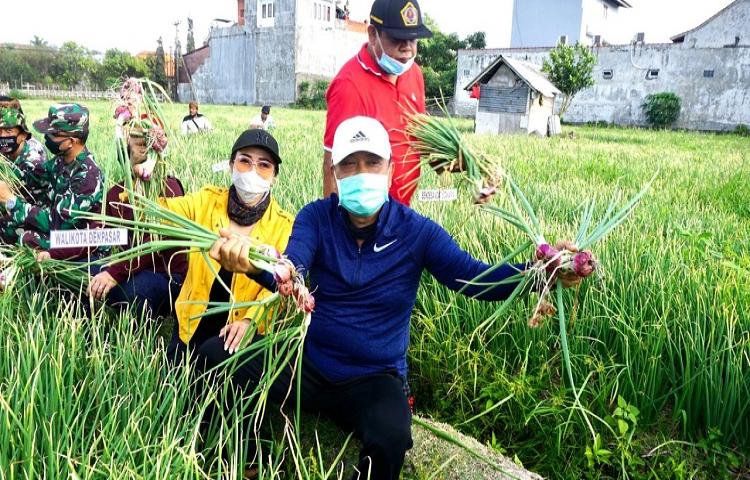 Pekerja Terdampak Covid-19 di Sidakarya Panen 1 Hektar Bawang Merah