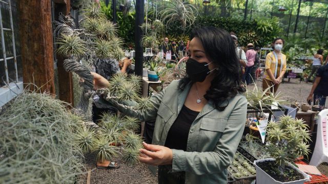 Harapkan Dapat Pulihkan Ekonomi Masyarakat, Selly Mantra Tinjau Lomba Pecinta Anggrek