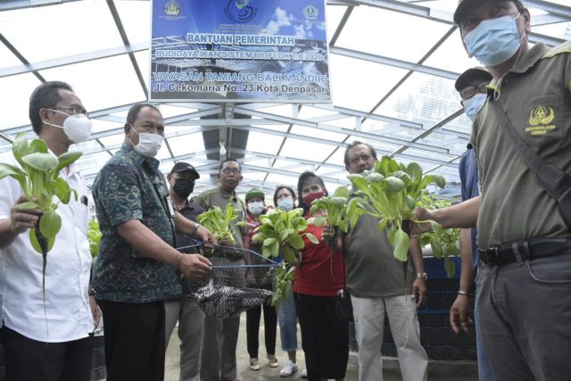 Panen Ikan Lele dan Sayur dengan Sistem Bioflok dan Hidroponik