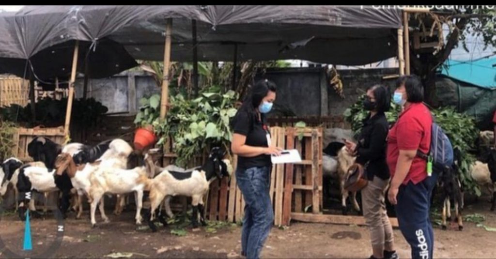 Penyembelihan Diimbau Patuhi Prokes, Pemkot Denpasar Cek Kesehatan Hewan Kurban Sehari Jelang Idul Adha