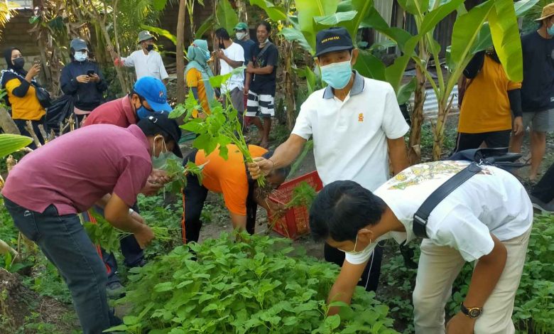 Desa Dauh Puri Kaja Panen Perdana Sayur Bayam Program PKT